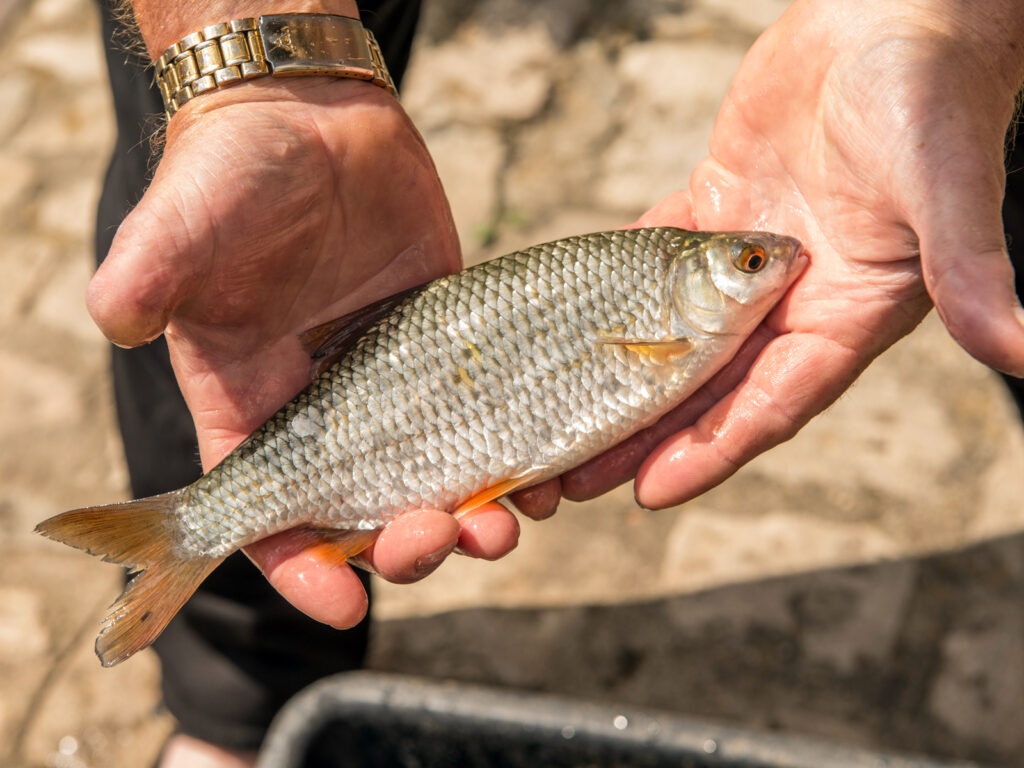 Weißfische - Genussregion Oberfranken